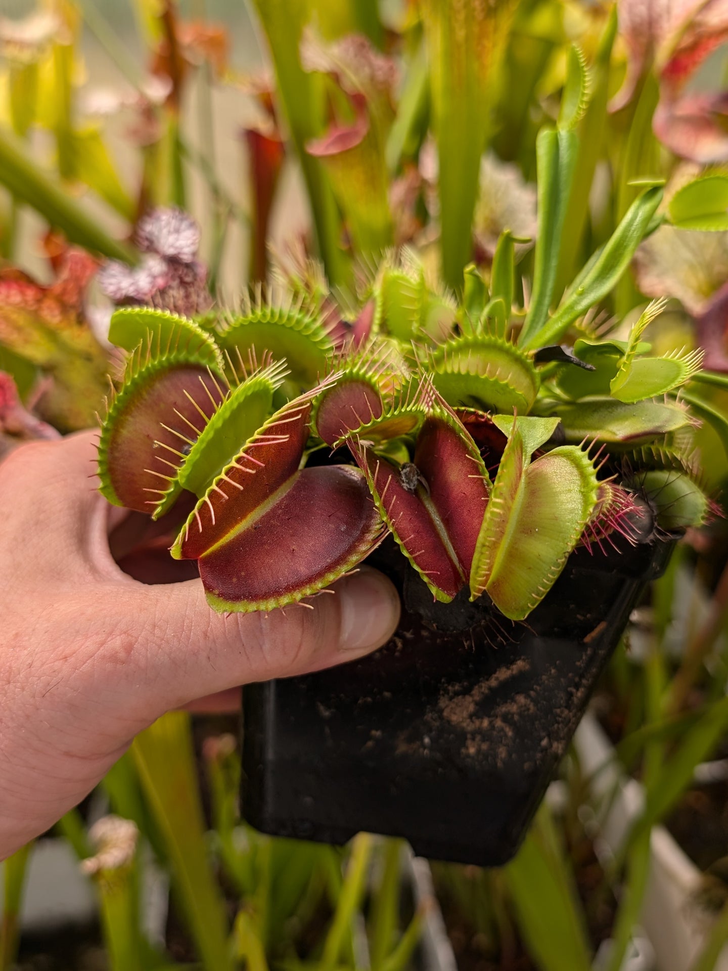 Dionaea muscipula „Giant Trap“ DM27 MK