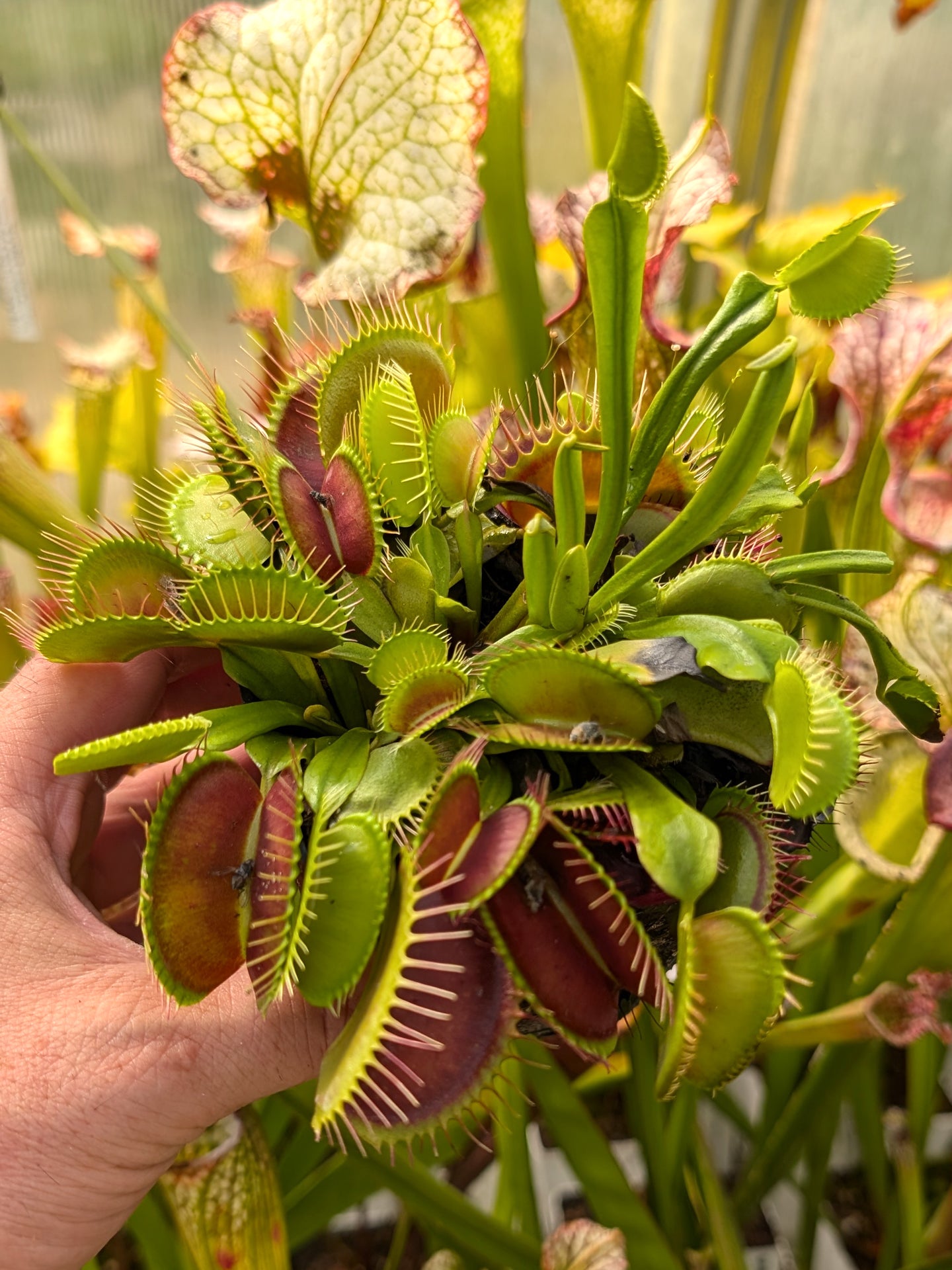 Dionaea muscipula „Giant Trap“ DM27 MK