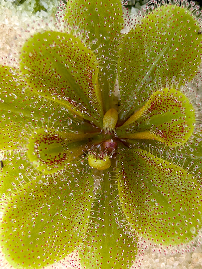 Drosera aff. bulbosa