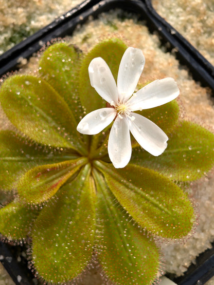 Drosera aff. bulbosa