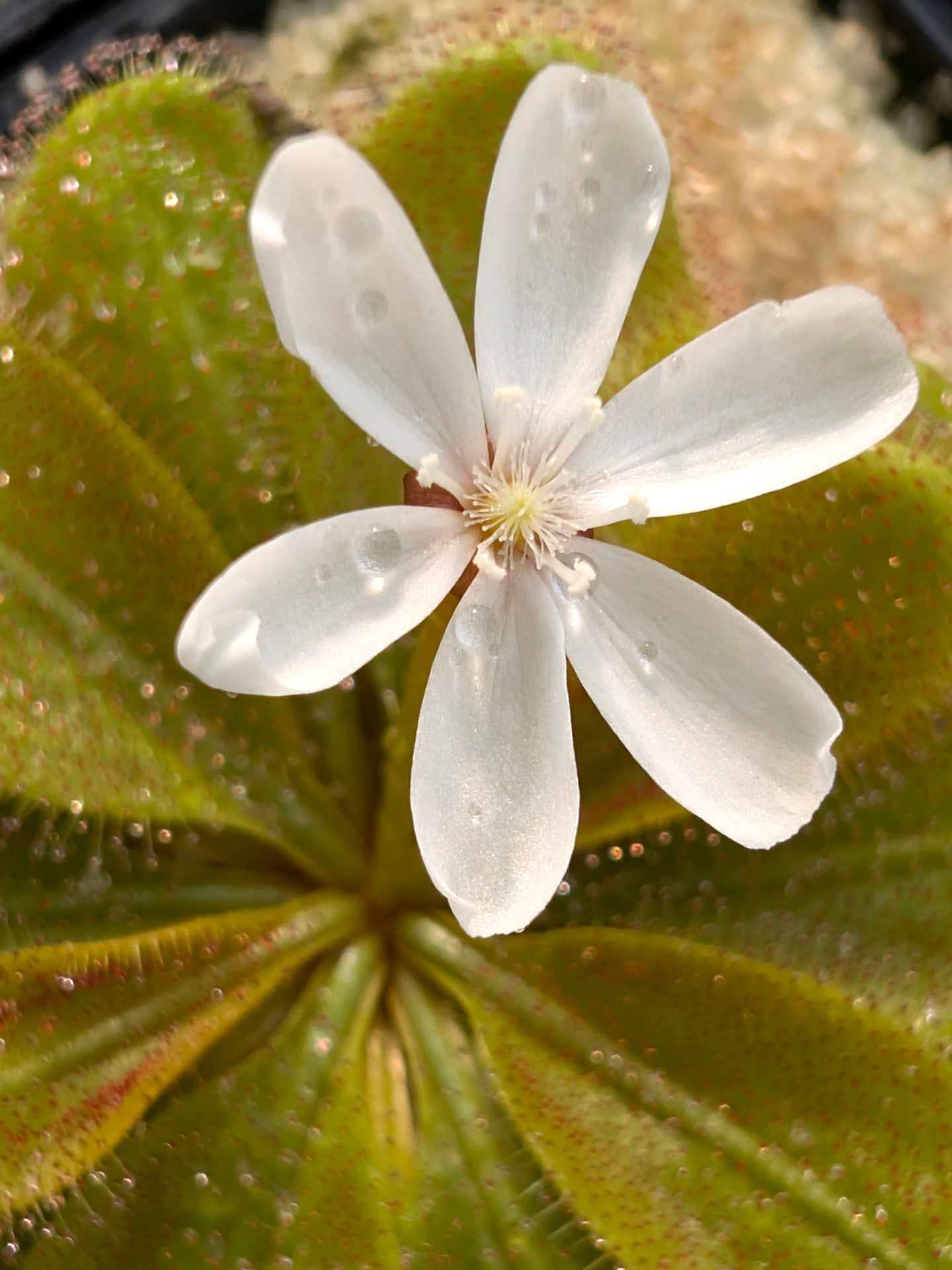 Drosera aff. bulbosa