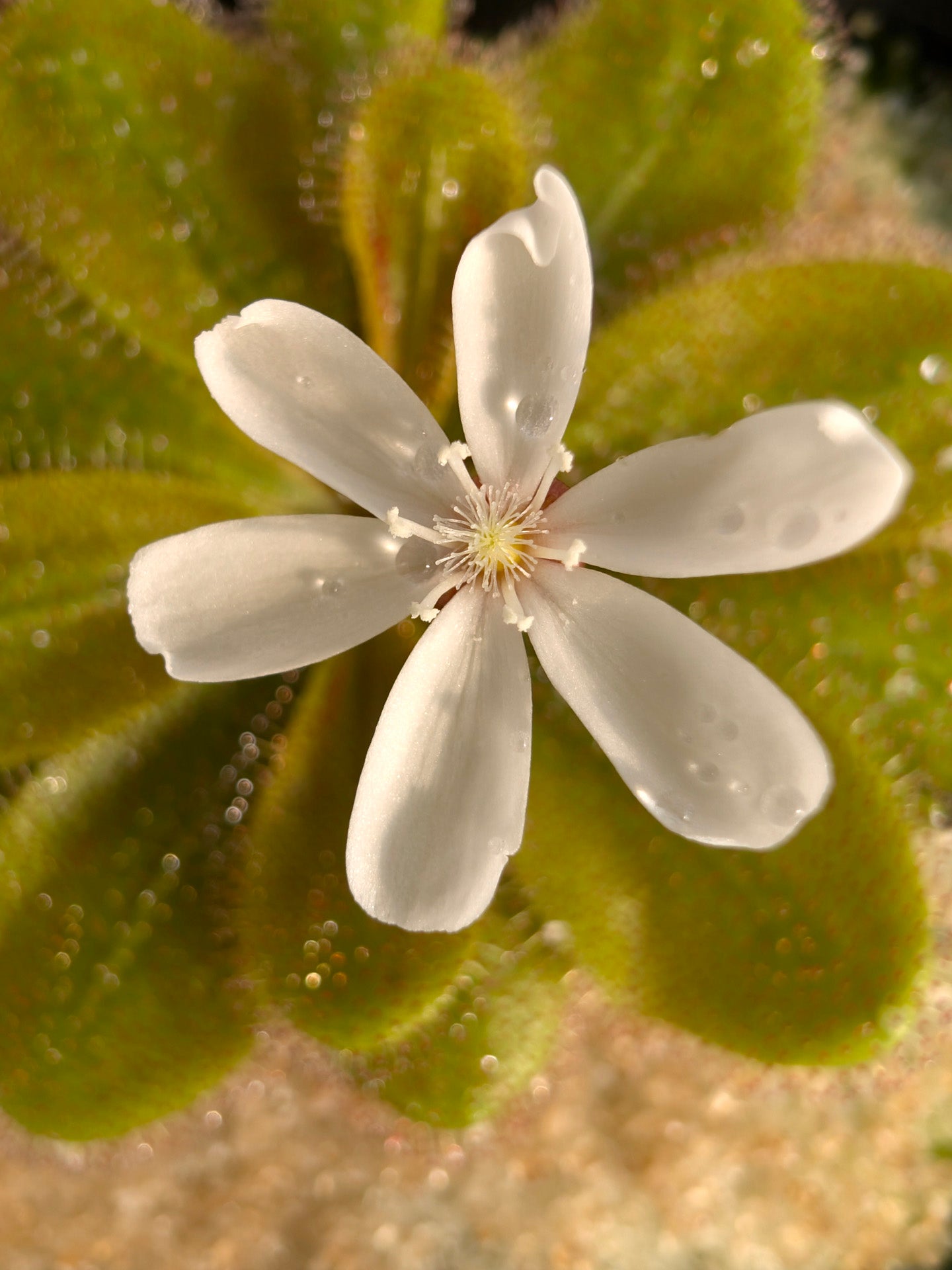 Drosera aff. bulbosa