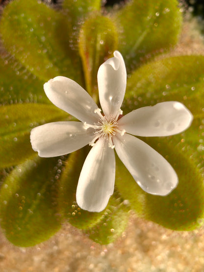 Drosera aff. bulbosa