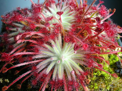 Drosera lanata