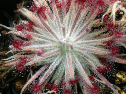 Drosera lanata