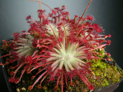 Drosera lanata