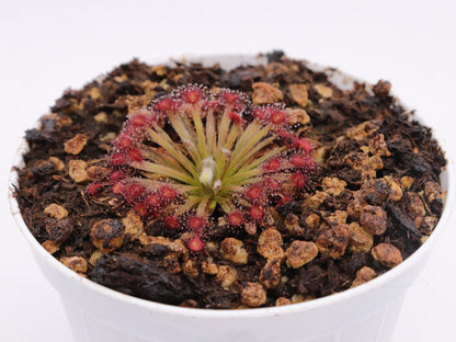 Drosera lanata