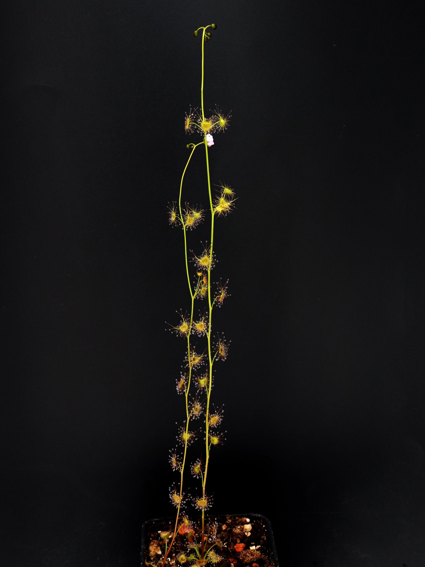 Drosera peltata