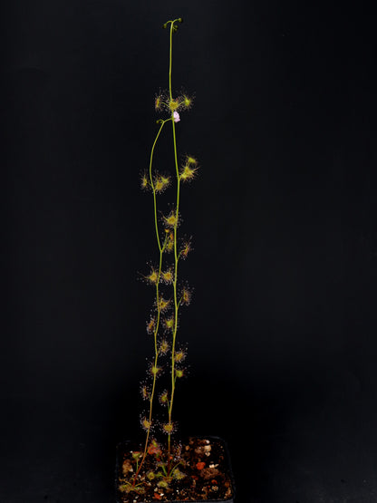 Drosera peltata