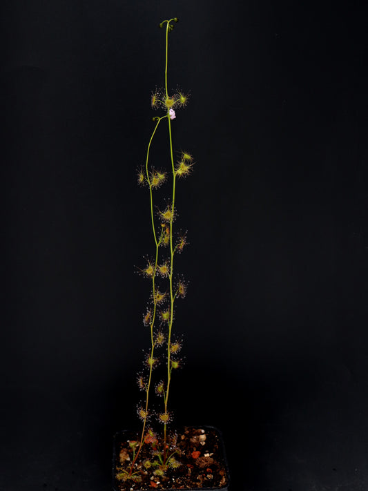 Drosera peltata