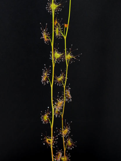 Drosera peltata