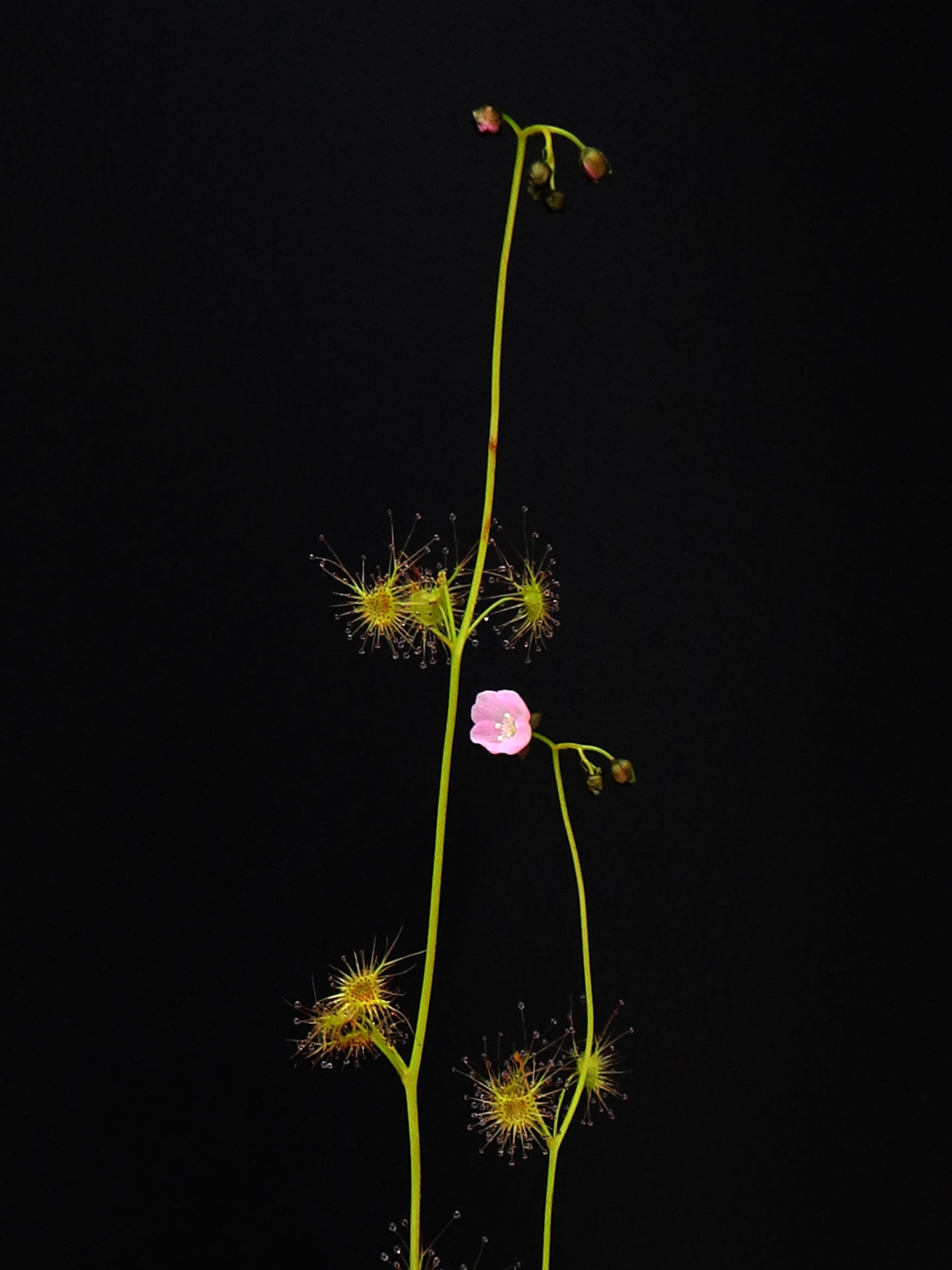 Drosera peltata