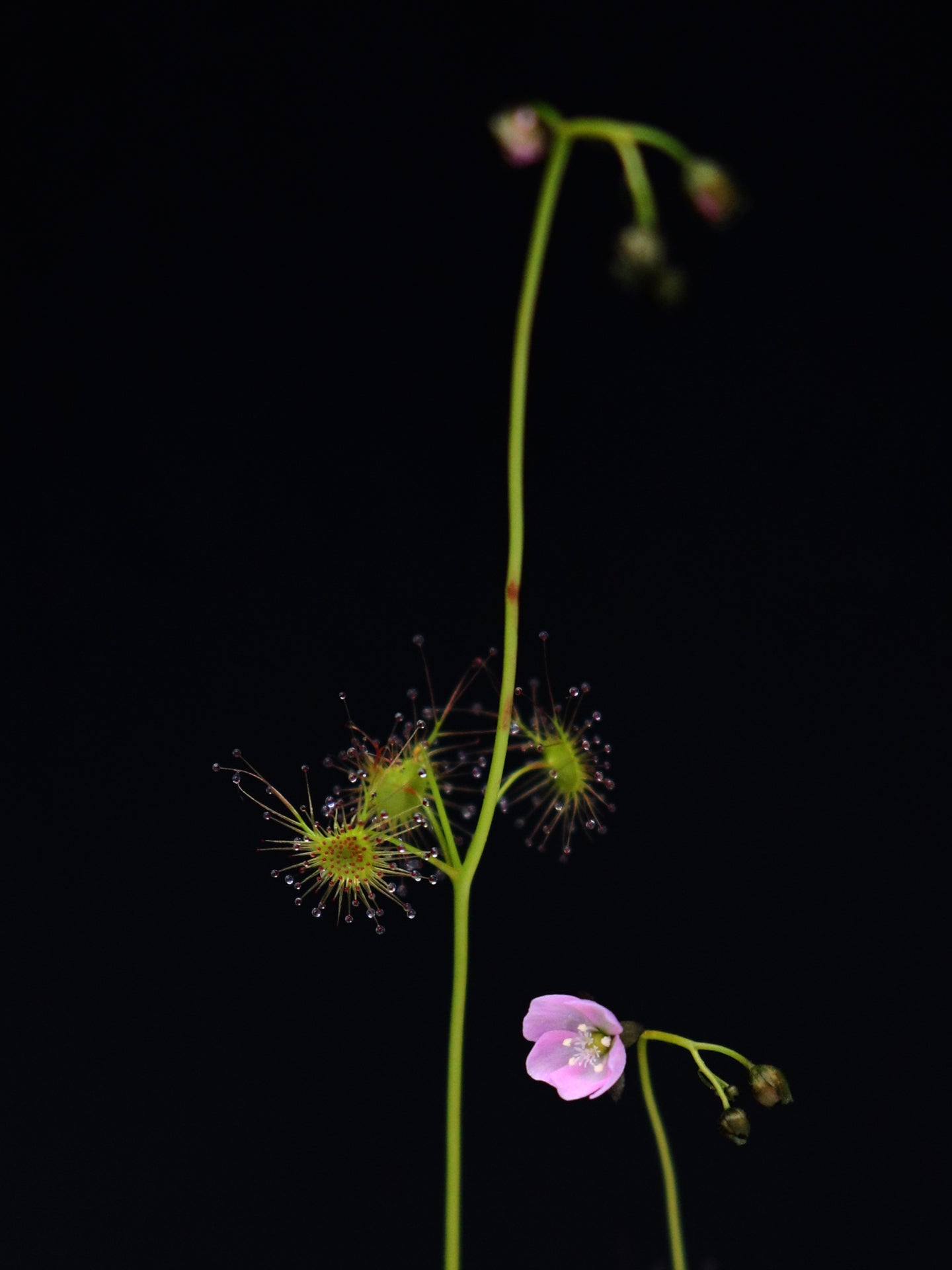 Drosera peltata