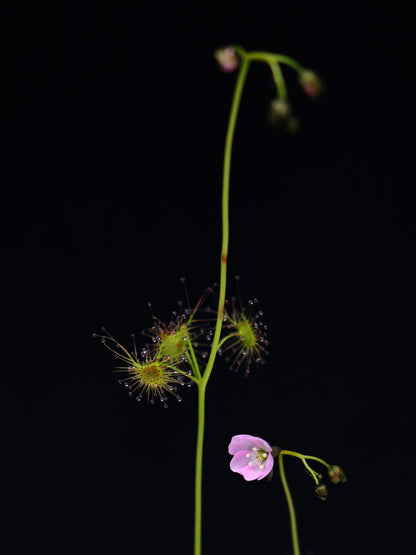 Drosera peltata