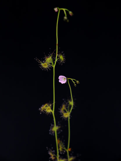 Drosera peltata