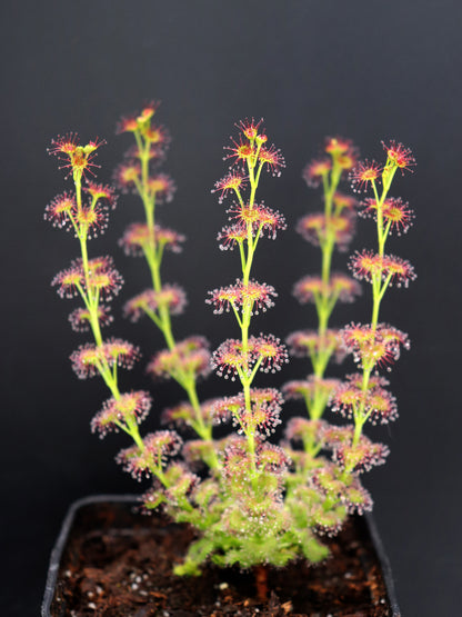 Drosera stolonifera