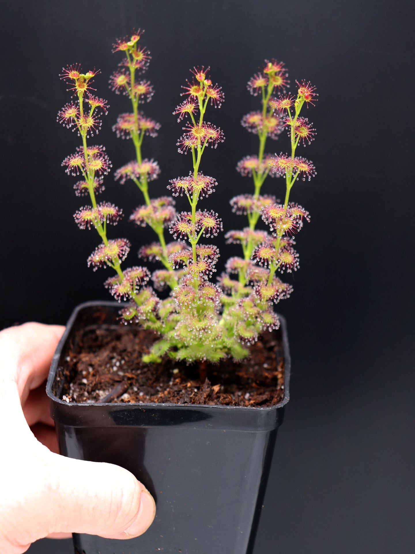 Drosera stolonifera