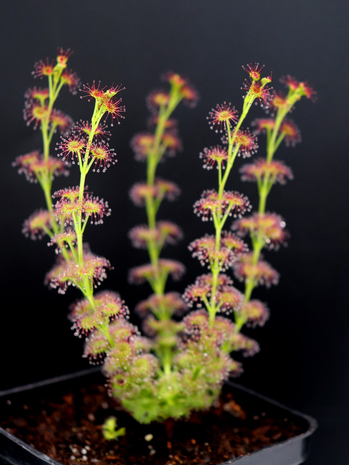 Drosera stolonifera Mattner x stolonifera Dark Green Form