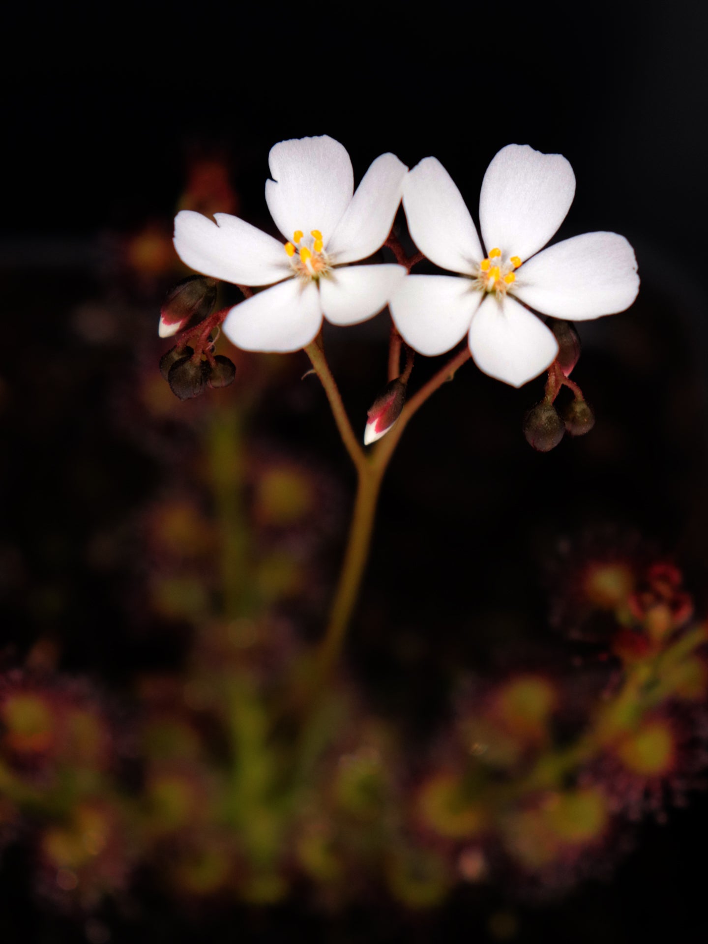 Drosera stolonifera Mattner x stolonifera Dark Green Form