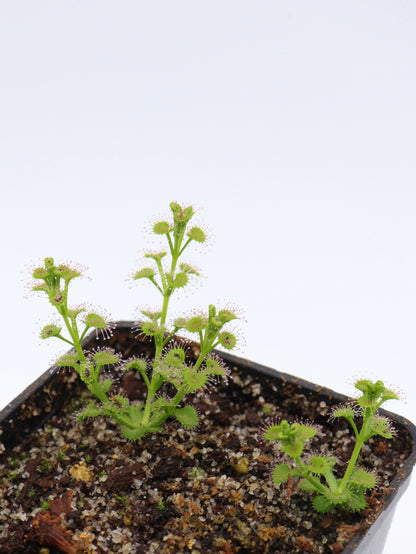 Drosera stolonifera Mattner x stolonifera Dark Green Form