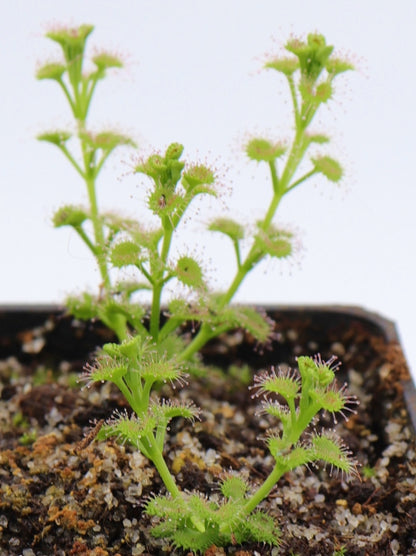 Drosera stolonifera Mattner x stolonifera Dark Green Form