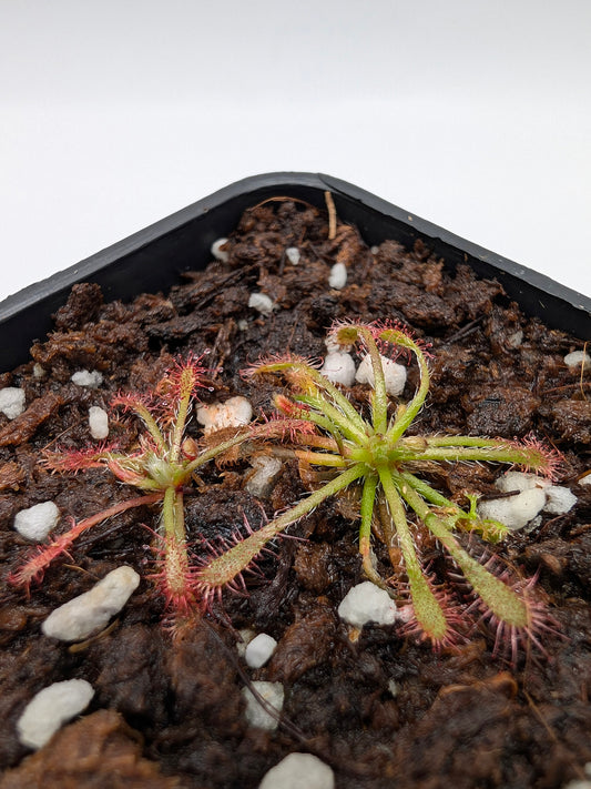 Drosera caledonica