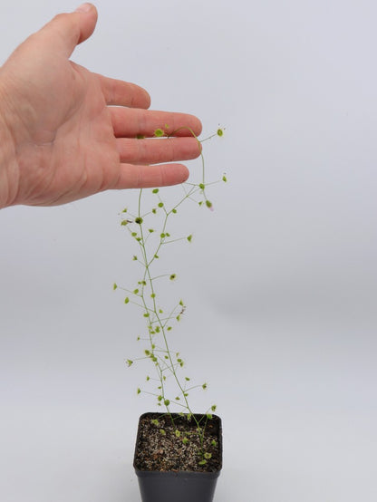 Drosera eremea "pink flower"