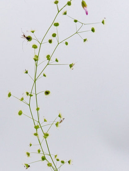 Drosera eremea "pink flower"