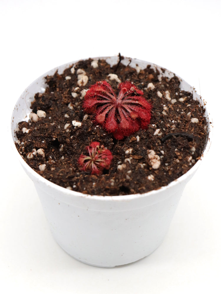 Drosera esmeraldae  Cerro Duida, Venezuela