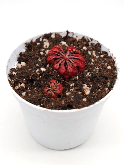 Drosera esmeraldae Cerro Duida, Venezuela