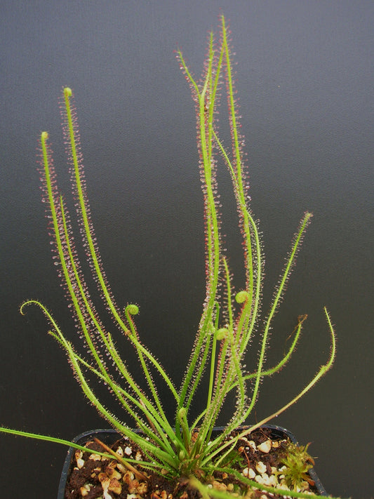 Drosera anglica x filiformis