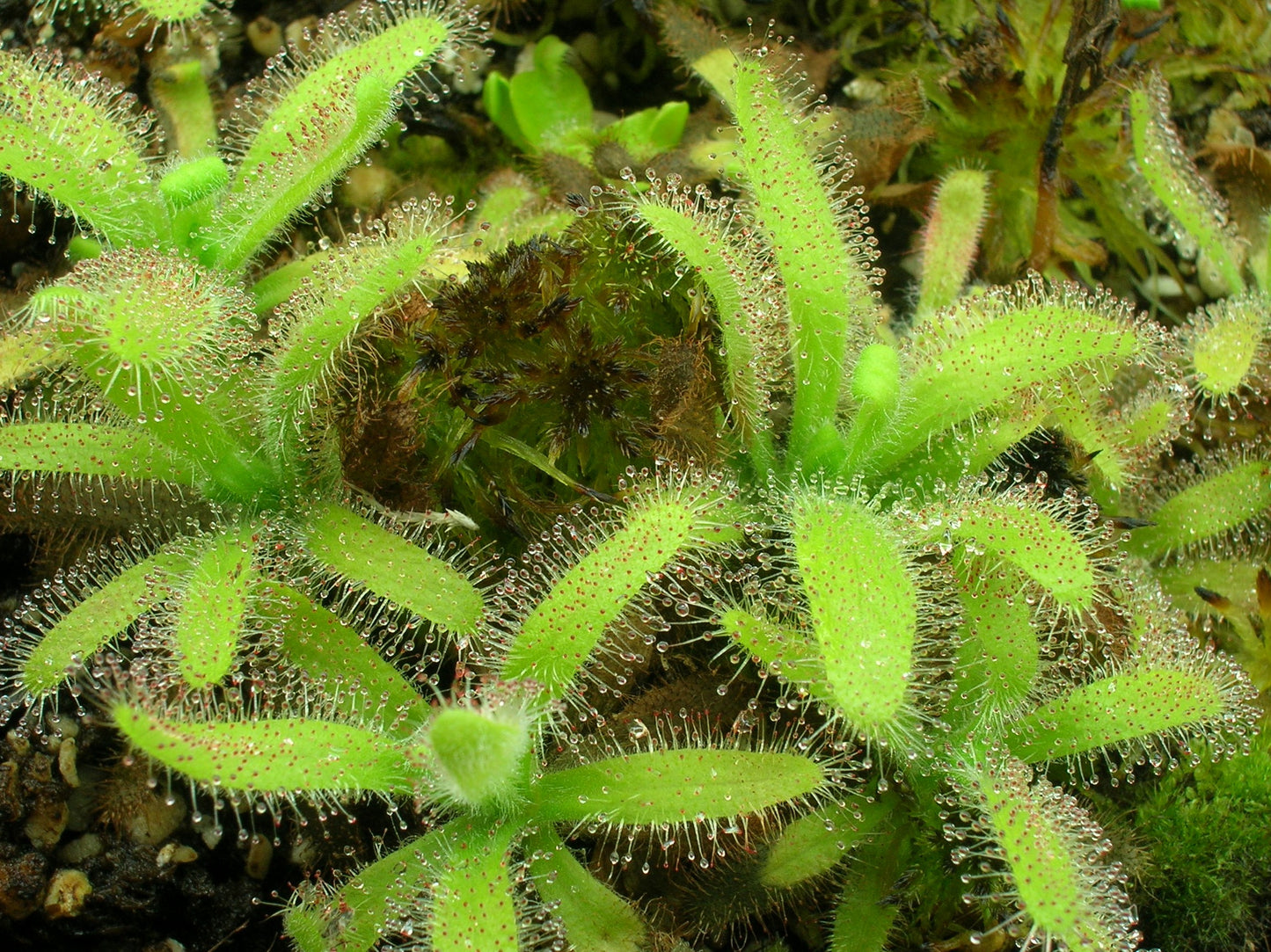 Drosera hilaris   Table mountain, South Africa