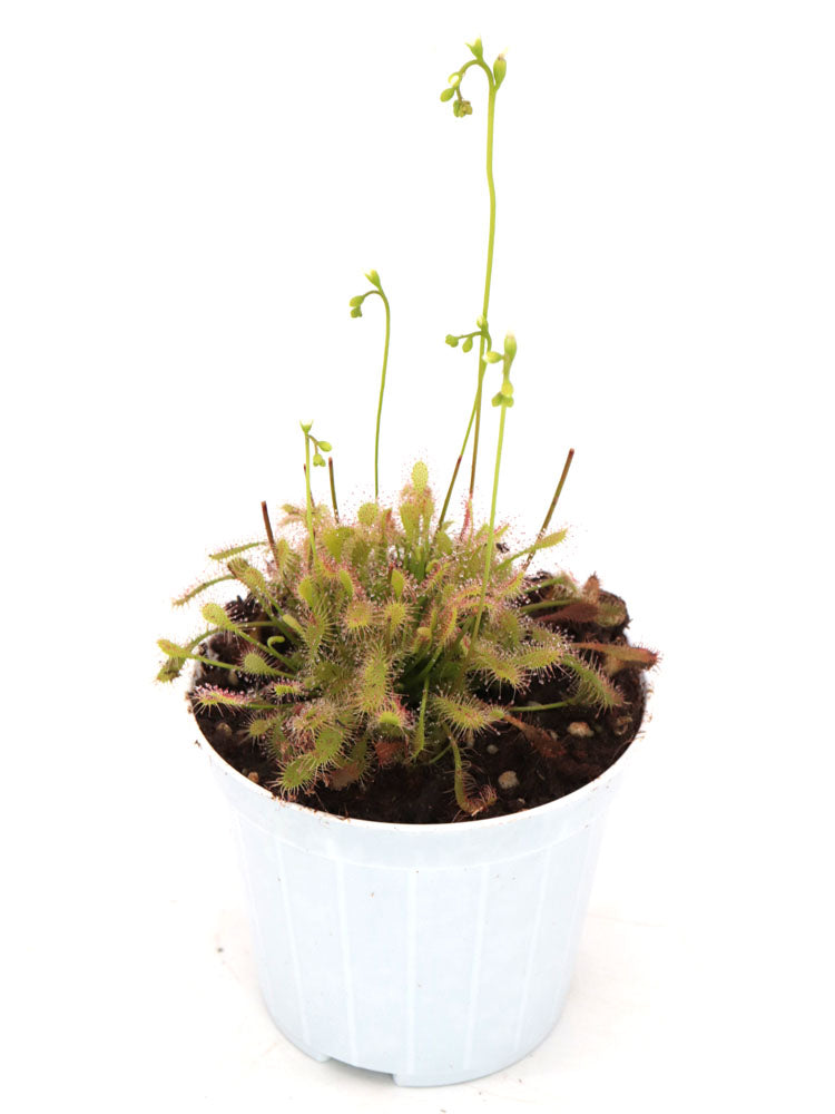 FRISCHE SAMEN von DROSERA INTERMEDIA