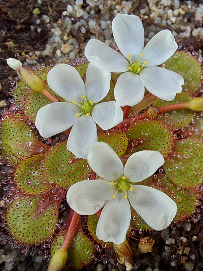 Drosera lowriei "Type" West Australia