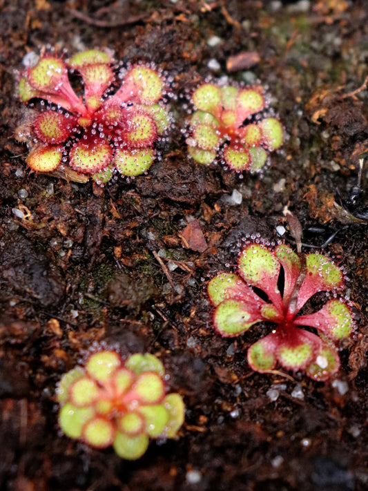 Drosera lowriei  x aff. tubaestylis