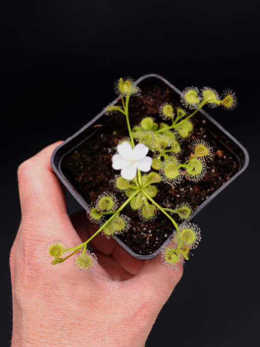 Drosera rupicola „Golden Green“