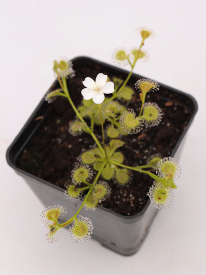 Drosera rupicola „Golden Green“