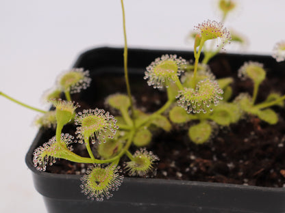 Drosera rupicola „Golden Green“