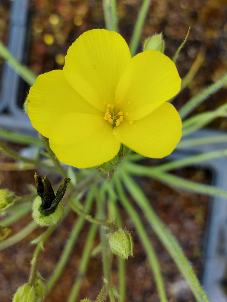 FRESH SEEDS of DROSOPHYLLUM LUSITANICUM