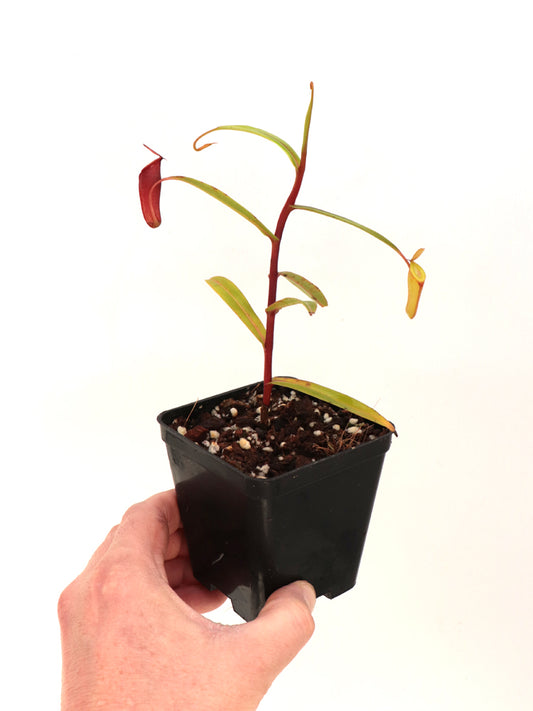 Nepenthes dubia  Malea, Sumatra