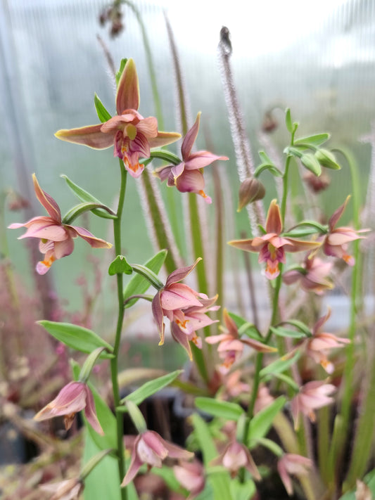 Epipactis veratrifolia x thumbergii