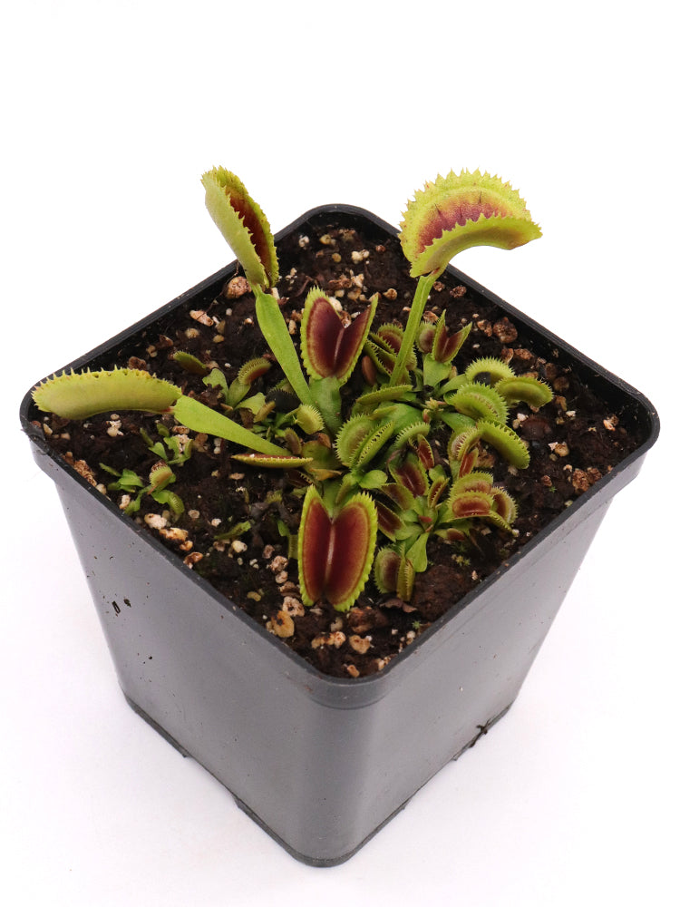 Dionaea muscipula "Erected Sawtooth"