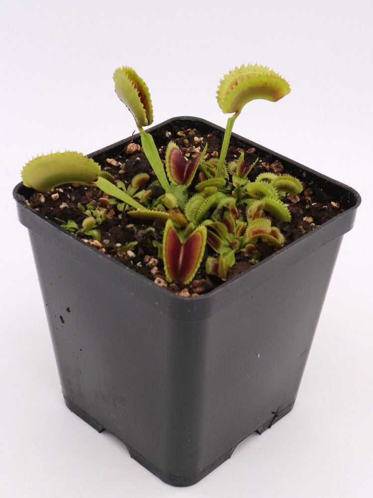 Dionaea muscipula "Erected Sawtooth"