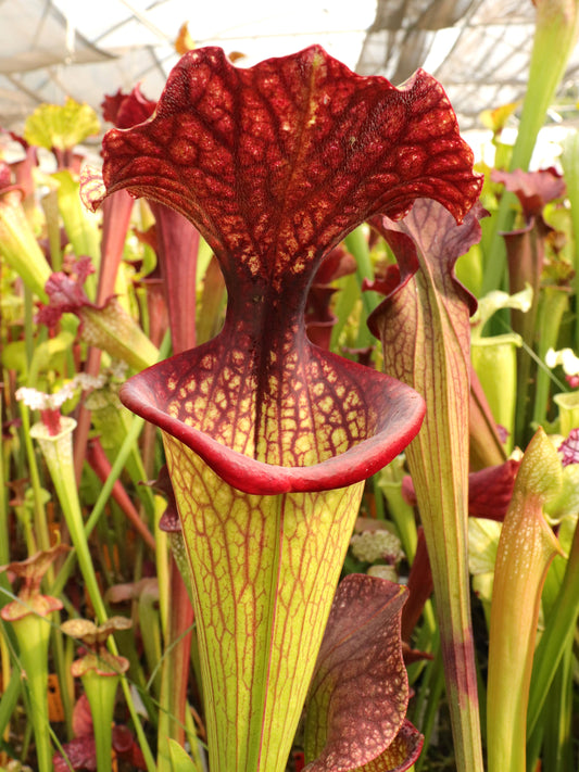 Sarracenia x moorei ' Esme Cowlard '  H192 MK