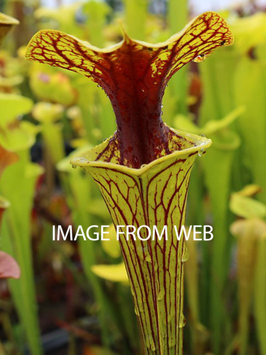 AUCTION 11: Sarracenia flava var. ornata "Extreme Red Throat" Bay Co. FL XL Size