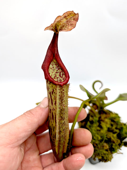 Nepenthes eymae  BE-3736