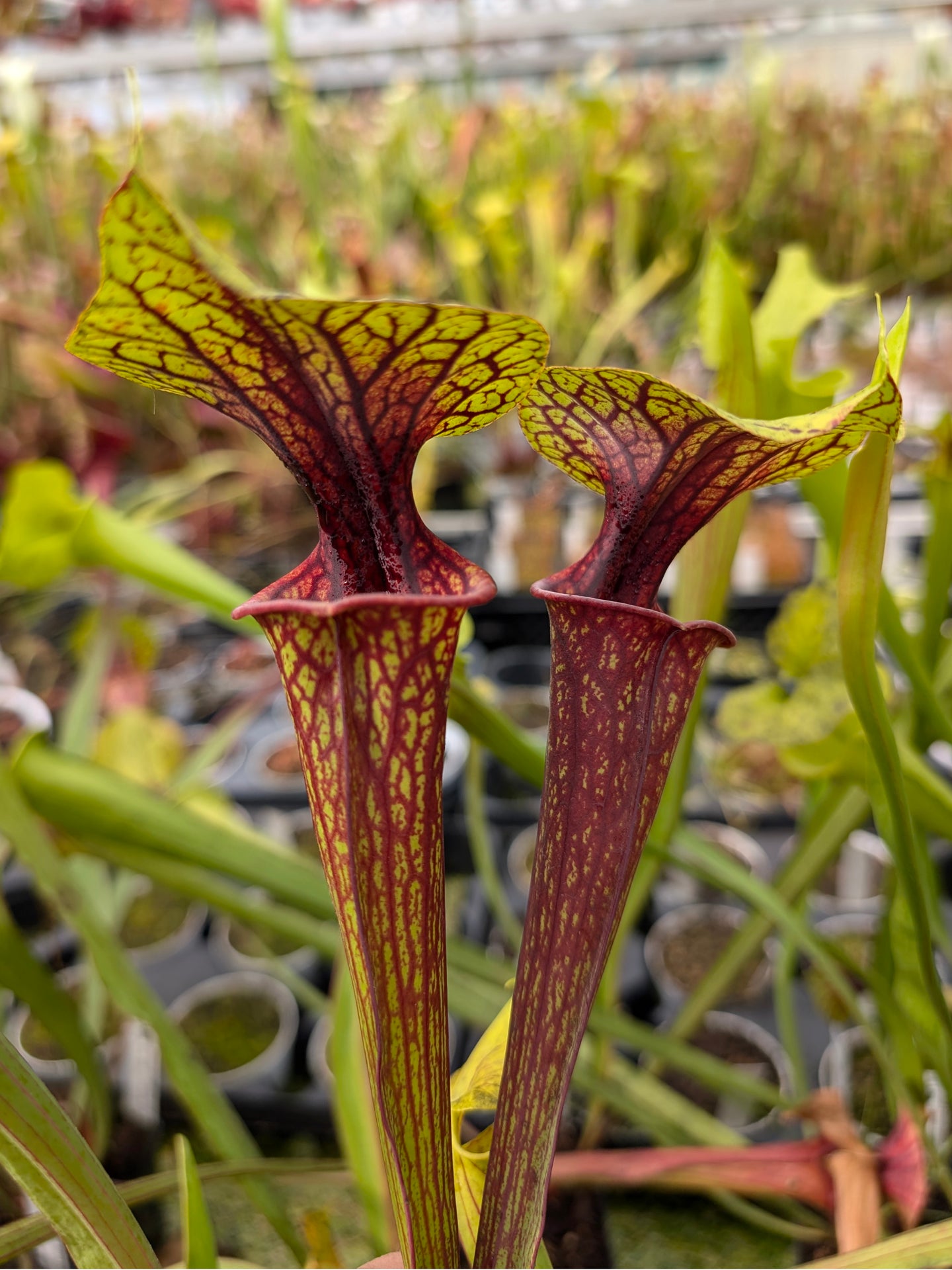 Sarracenia flava var. ornata F104 MK Apalachicola National Forest, FL