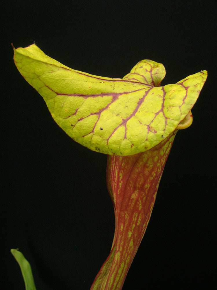 Sarracenia flava var. dekoriert F122 MK