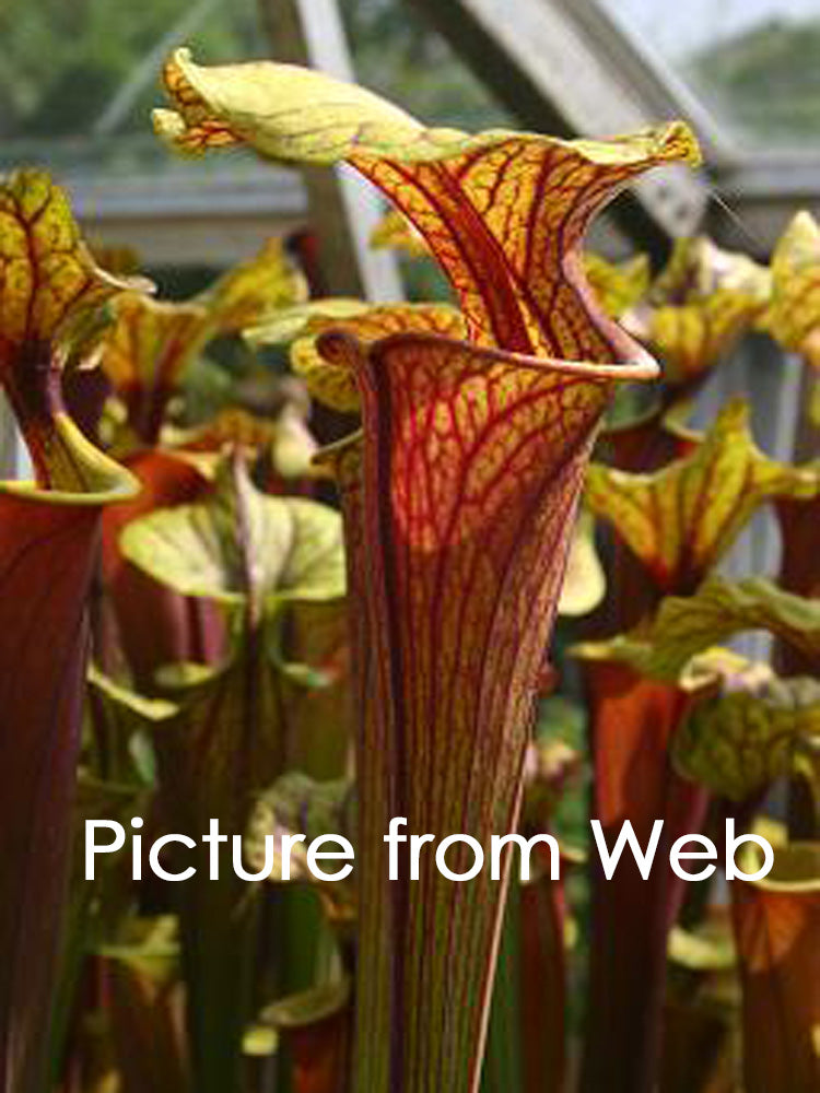 Sarracenia flava var. rubricorpora F133 MK Wewahitchka, FL. W