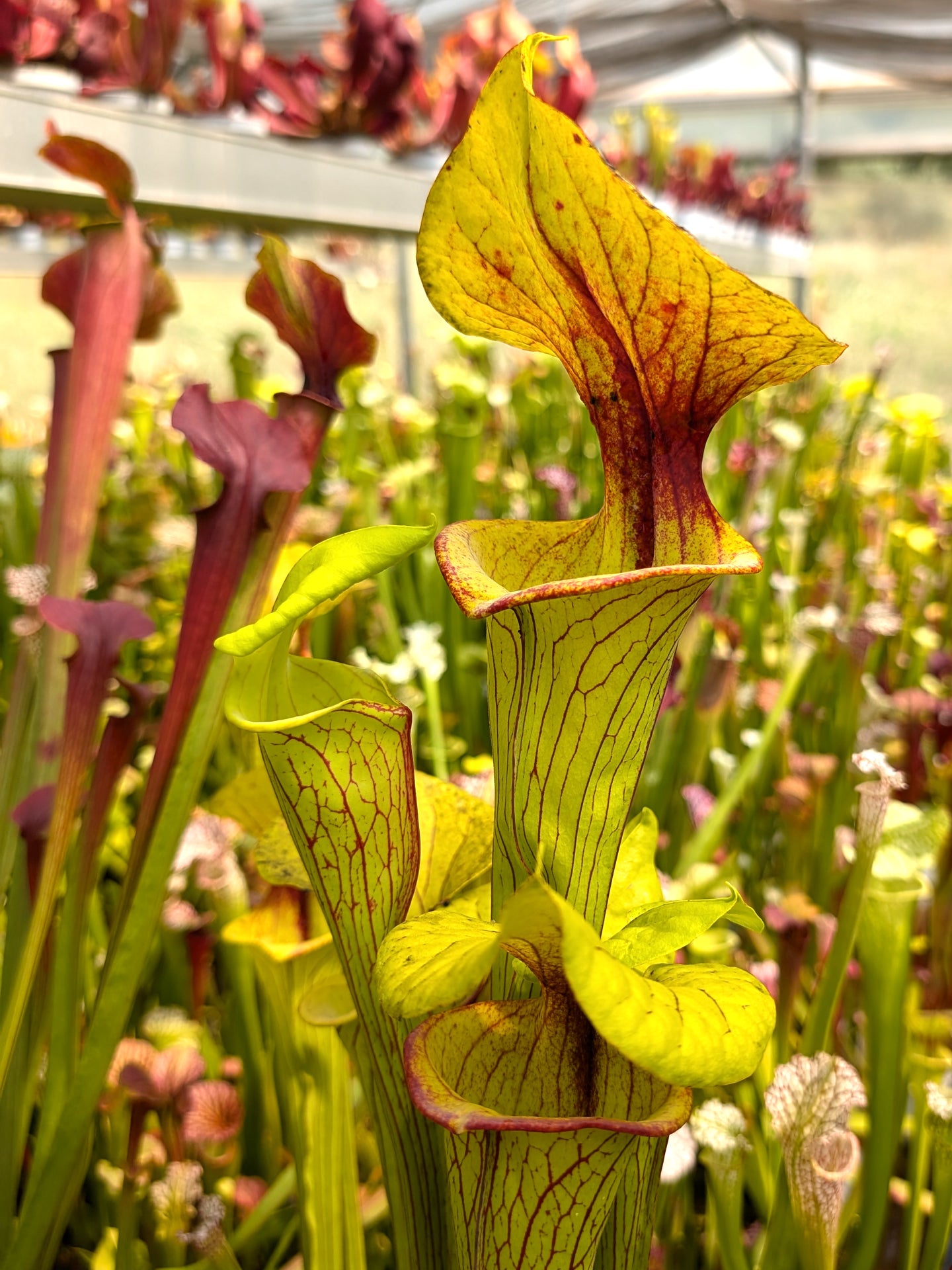 Sarracenia flava var. ornata F148 MK "Very heavily veined" Bay County, Florida